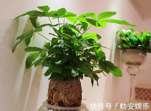 养好发财树，有1个诀窍，叶绿有光泽，枝繁叶茂，年年旺财运！