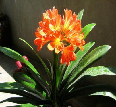 花剑|入冬后是君子兰的“关键期”,教你几个“窍门”,早学会早开花!