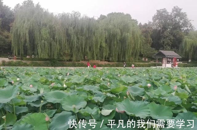 传说|为什么过去城湖青蛙不叫而现在为什么又叫了有什么典故和传说！