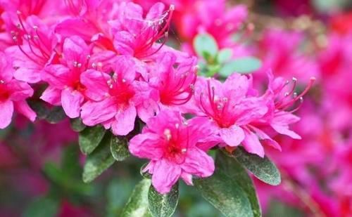 怎样给杜鹃花换掉旧土？