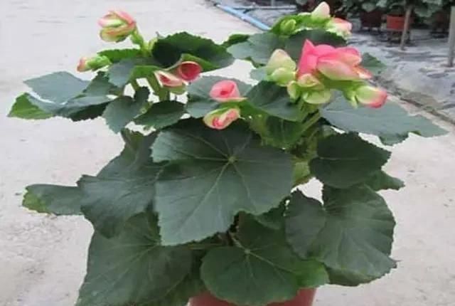 春季养护|三月初,这“四朵花”任意养长,枝叶绿,花开,一年到头都在开花