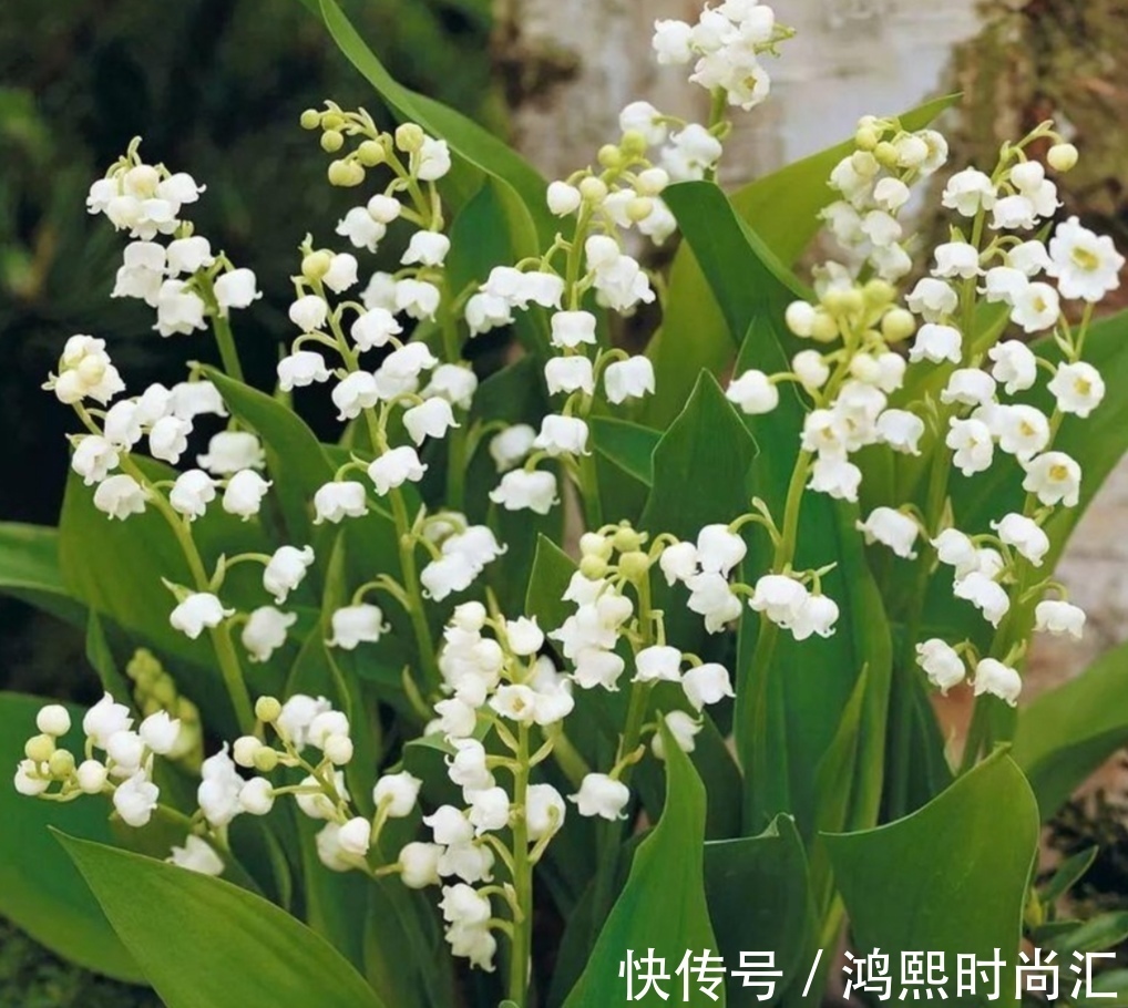 植株|6种花,植株体内含有毒成分,不适合摆放在室内