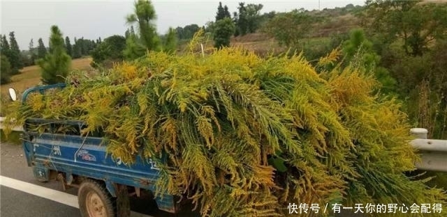 入侵中国的“霸王花”，致30种乡土植物消亡，遇到可下无情手