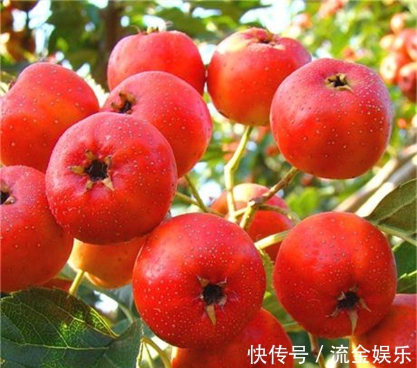 山楂|吃山楂能促进子宫收缩4种天然的“美容”食物,女性不妨多吃