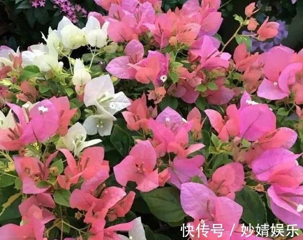 新芽|养好三角梅,学会“3个秘诀”,花团锦簇长得旺,年年开花不断!