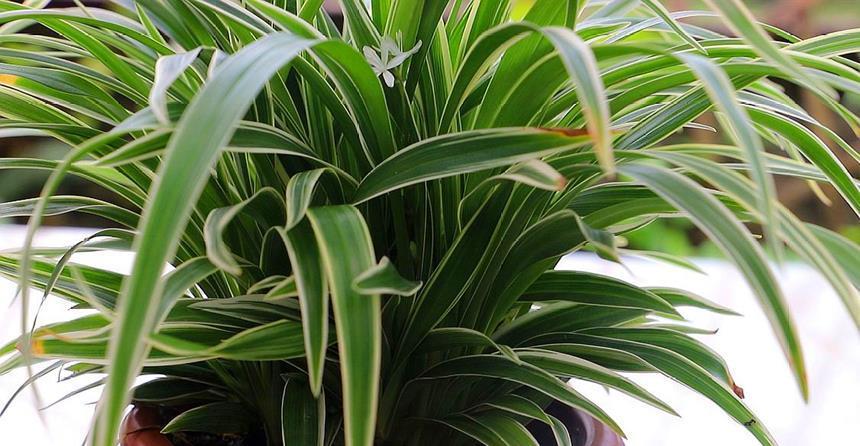 净化空气选什么植物,推荐这5种,各有绝招