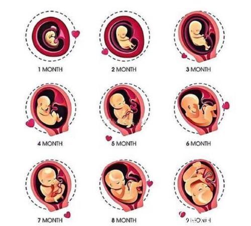 阶段|胎儿长得最快和最慢的月份,孕妈注意这几个方面,宝宝发育得更好