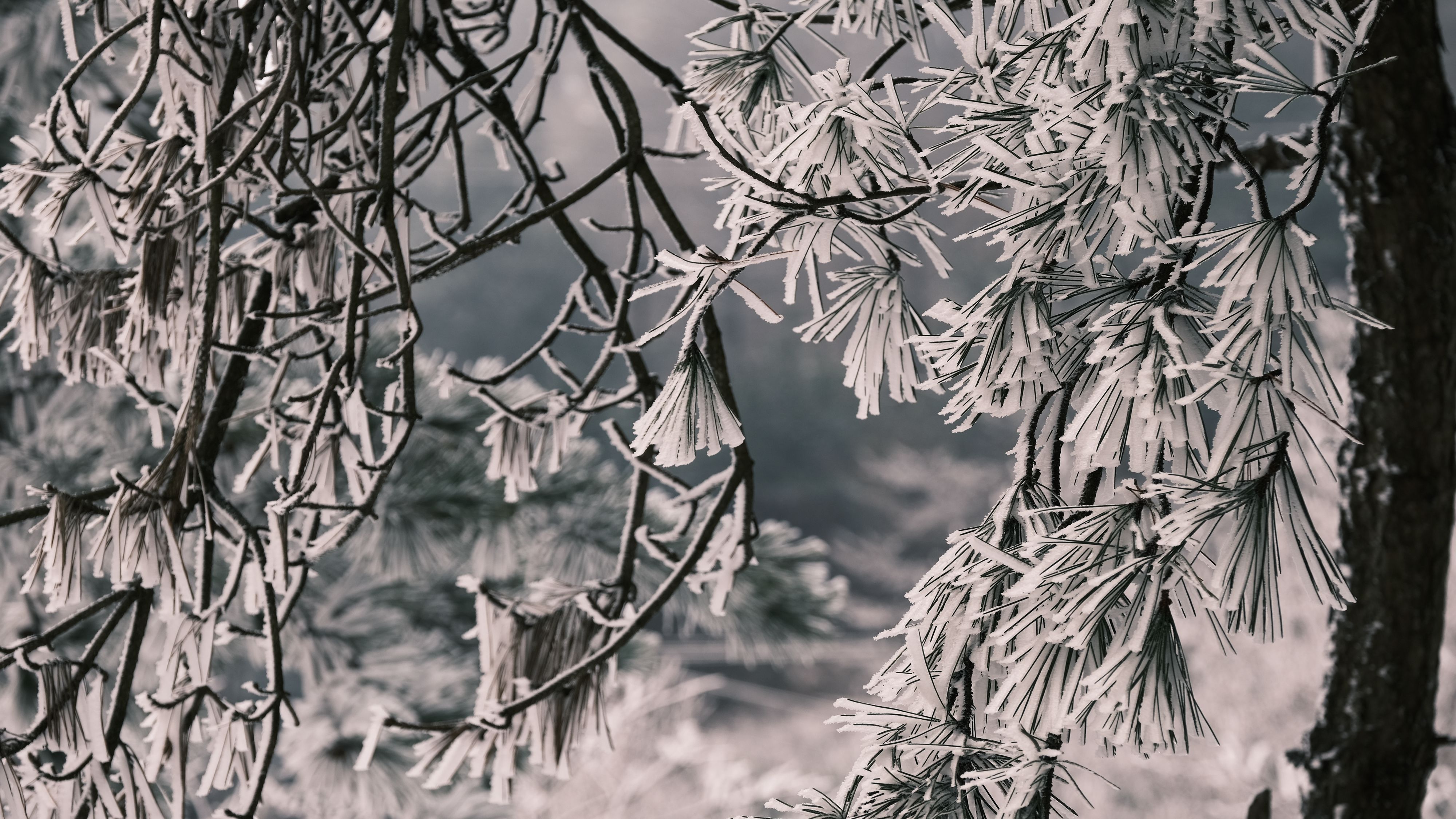 迎来|余姚四明山迎来冬雪后的首场雾凇