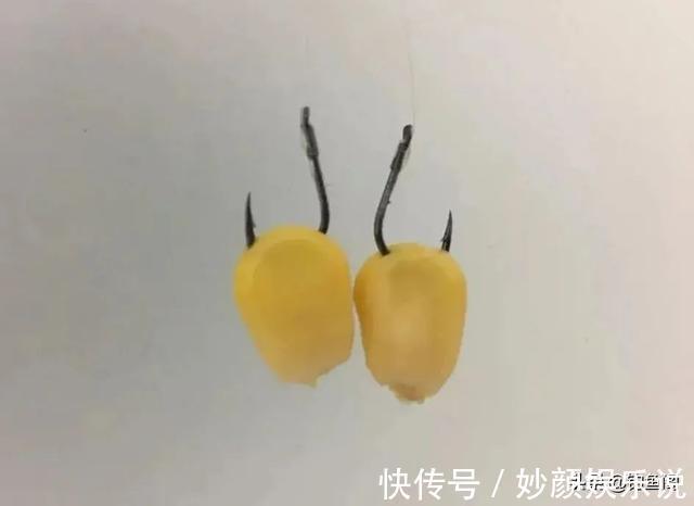 挂法|玉米如何挂钩命中率更高？挂钩方法并不重要，鱼钩才是重点