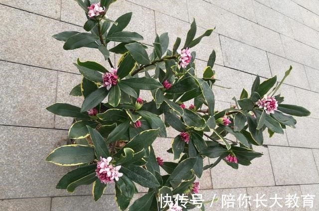 年后逛花市，这2种花请不要错过，否则要再等9个月！