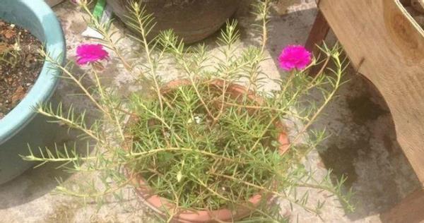 暖春来临时,培育太阳花认真做好这些事情,盆里将冒出很多新芽