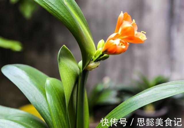 怎样让君子兰一年长出8片叶子?他的做法,值得我们学习