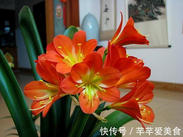 君子兰有“3怕2不喜”,避开了更爱长新叶,开花也会多一些