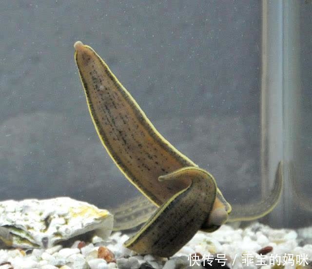 没想到一个到处能吃到的动物,居然没人知道它是什么?