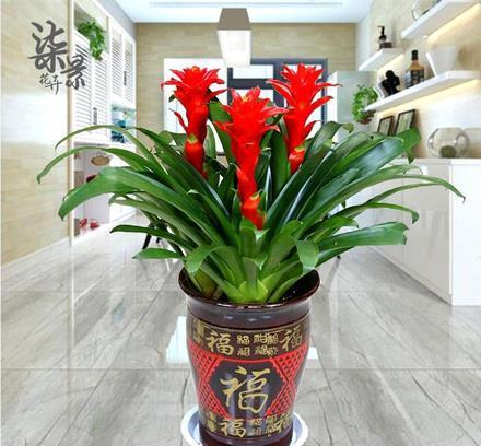 运气|6种“吉利花”养在客厅里,一帆风顺,运气好,日子越过越顺当