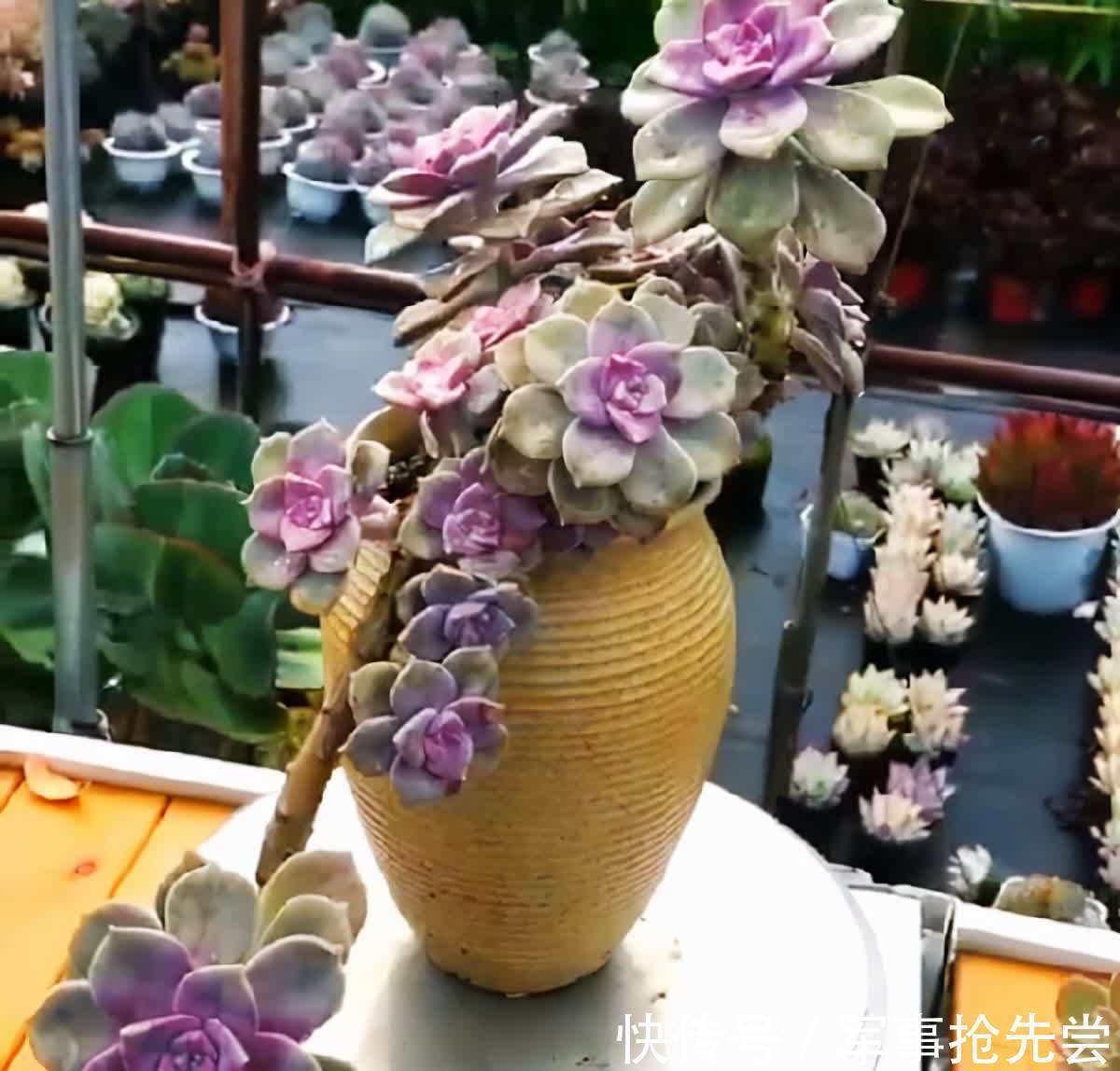 秋冬|他养多肉10多年,总结出9个易出“高价老桩”的品种,适合新手