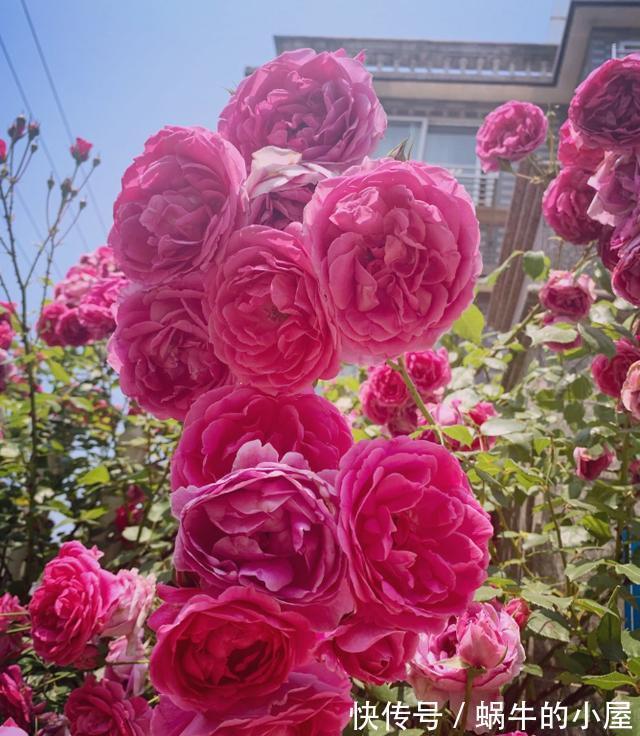 养分|5种漂亮花,九月“睡醒了”,施肥催花快下手,下个月开爆棚