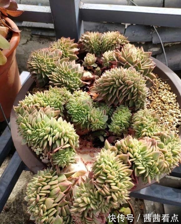 张大姐养多肉, 连屋顶也不放过, 8年种了3万棵!