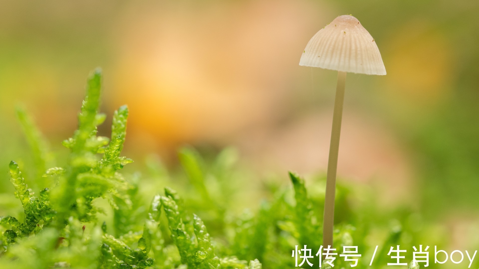 生肖|几句话让你读懂，生肖鼠，生肖牛，生肖鸡的性格的优缺点