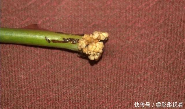 枝条|至今还有人“炒作”土豆扦插月季,实操后发现,土豆长得真不错