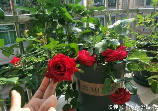 扦插|月季花扦插不生根，关键枝条没选对！枝条稍微处理，一周就生根