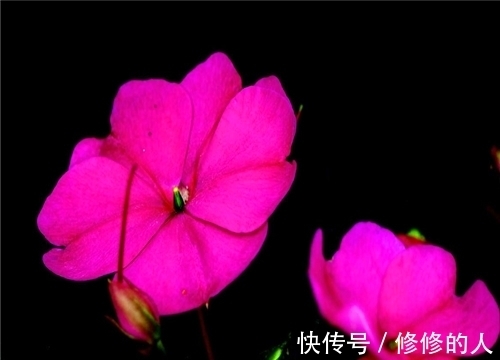 浇水|非洲凤仙如何养?教你3个养护小妙招,花开爆盆年年开花