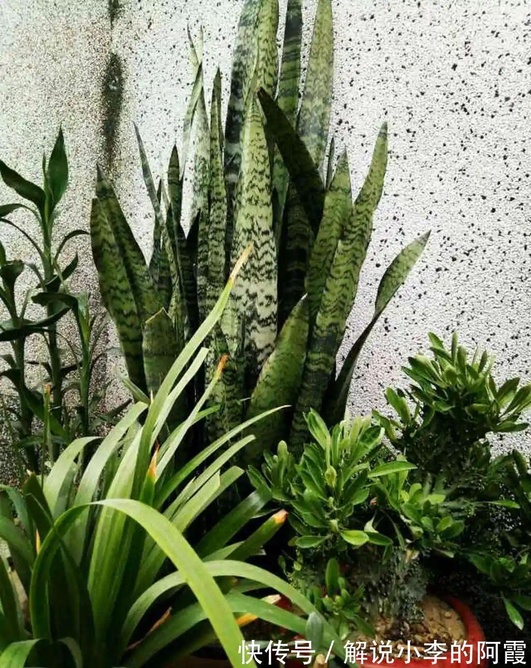 姐姐家的蓝雪花,竟然满盆开红色,变异了吗