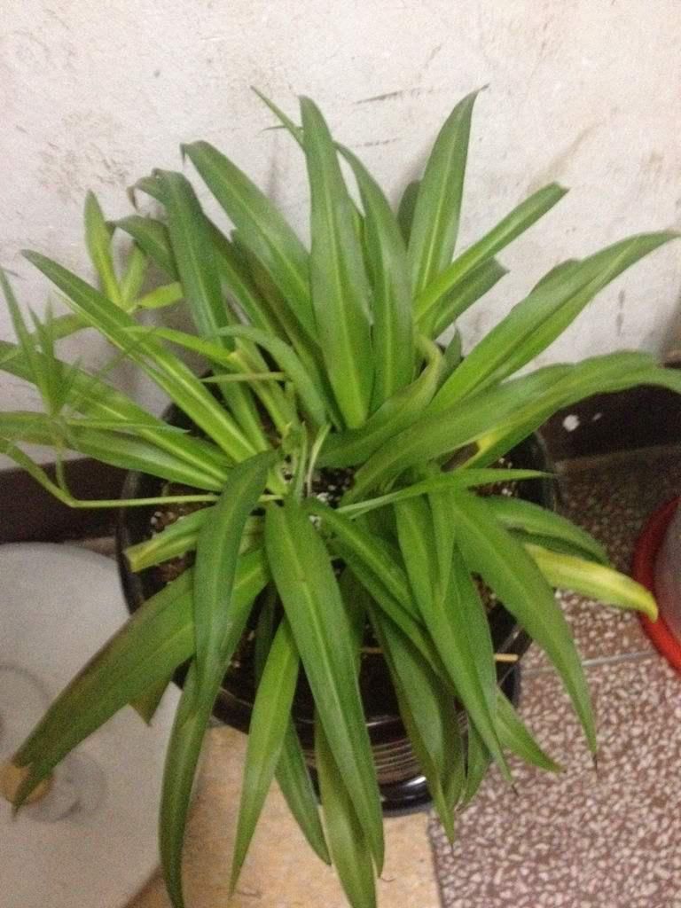 金鱼吊兰|喜欢吊兰的朋友有福了，这7种吊兰人见人爱，种在家里特别适合