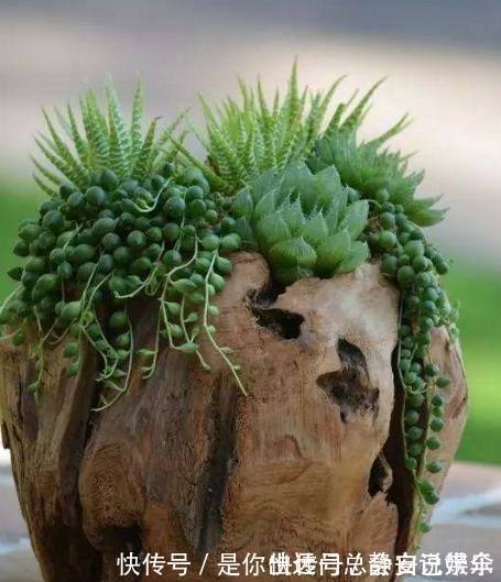 通风处|老公不听劝非要把树枝当花盆,邻居都看不起,结果却傻眼了!