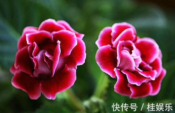 没有别的作用,只有好看的花,为什么很多人喜欢养