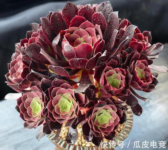 20种多肉推荐给大家,美图美肉,那种多肉你最喜欢