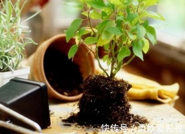 养花营养土不用买,4种材料搭配起来,松软又肥沃,养啥花都旺