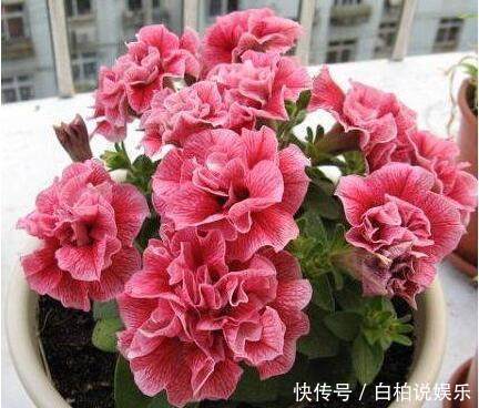 盆观|现在种一盆这种花,好养又漂亮,一盆观3季,是阳台盆栽之佳品