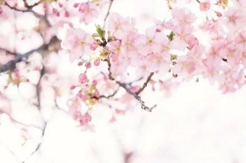 老年|上海植物园早樱开啦！但部分樱花只有半边花萼？