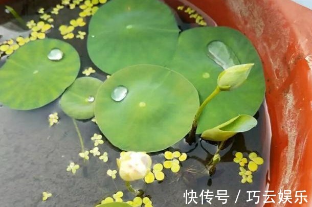 碗莲|别养绿萝了,此花叶大又绿,栽在阳台上,花开美如画,花香四溢!