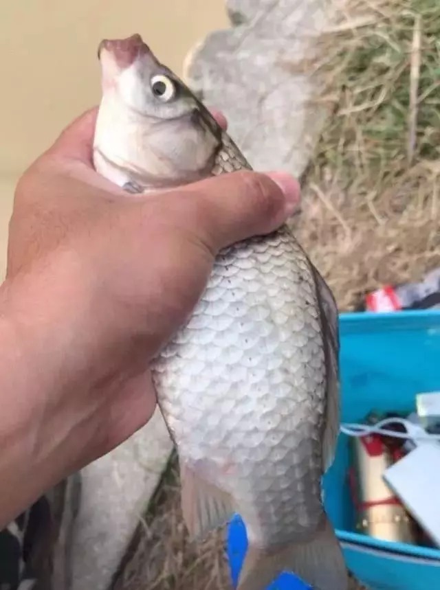 浮漂|冬钓鲫鱼该怎么抓口?把鲫鱼的吃饵方式弄懂,中鱼率就不是问题了