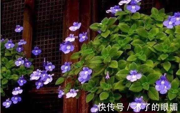 初春养花担心养不活,教你几个小妙招让家里的花生机勃勃