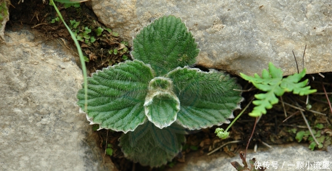 杂草|农村石缝里求生的野草,花开似蝴蝶,农民当杂草,殊不知价值珍贵