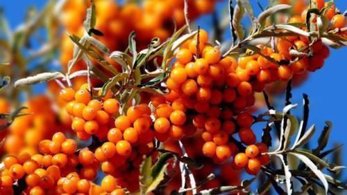沙棘果|女性养生很关键,多吃以下几种食物,保护血管延缓衰老