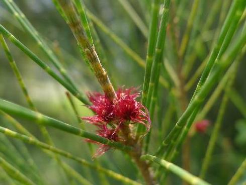 树皮|忠诚的海疆卫士——木麻黄