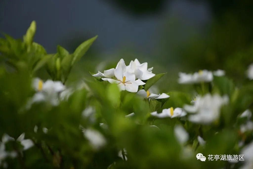 叶蓁蓁|初夏，去寺前赴一场栀子花之约