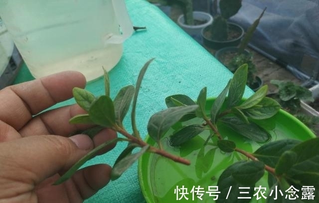 柳树|这是“天然”生根剂，路边捡一把，泡在水里，生根快速，浇花也旺