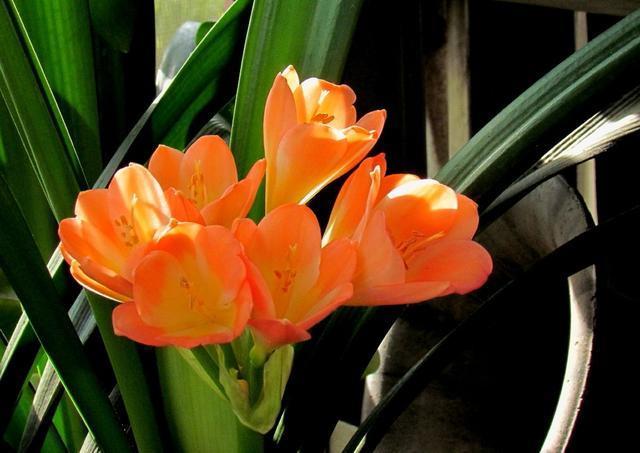 君子兰长的歪歪扭扭的酸奶箱上撕下块纸壳子,一个月就可以恢复