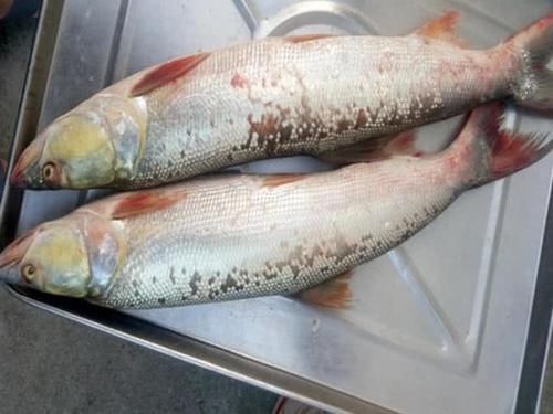 人称|人称“水中老虎”,鱼中的害群之马,肉质鲜美,5000块只能买90斤