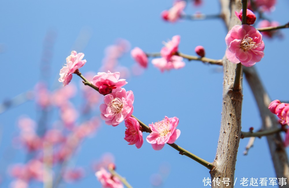 赏景啦！新年添喜色，西昌湿地公园梅花绽放