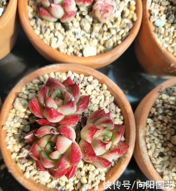 养多肉，忌讳用大盆，花盆越小越好，节省空间，多肉长得健康