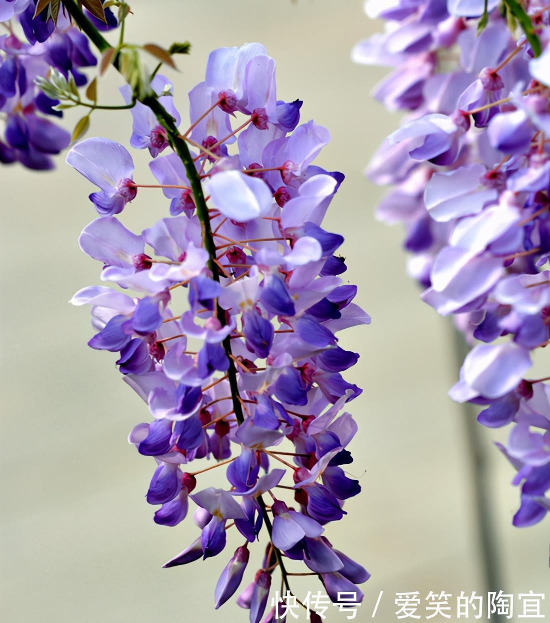 光照|紫藤花花开过后，记得修剪一下，注意这些点