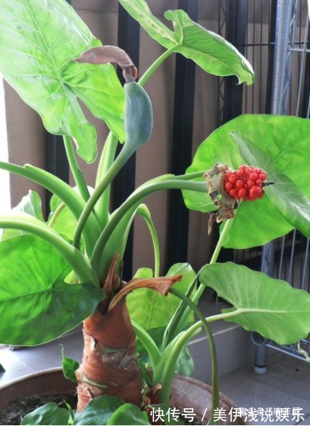 失眠|提醒:这12种“漂亮花”,不适合养在室内,别不当回事