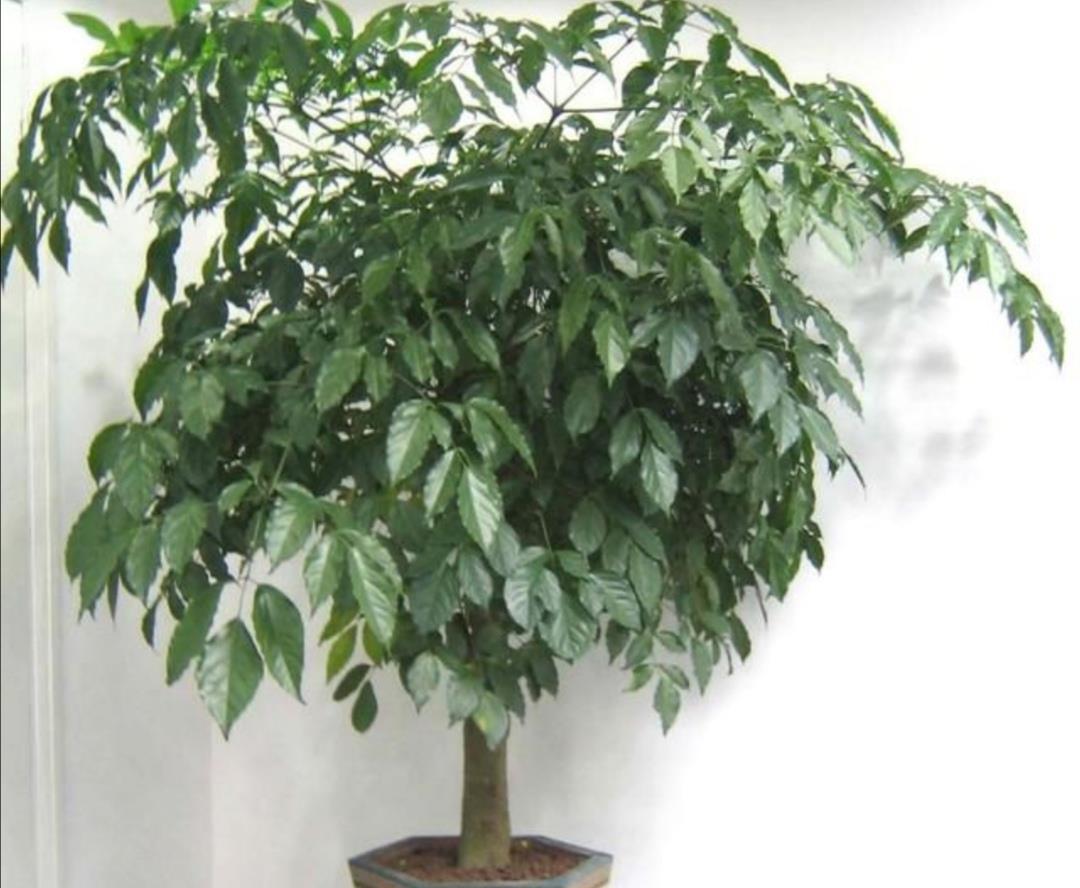 养幸福,树叶子发黄干枯,该如何解决?