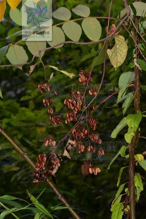 银屑病|山砒霜,见过吗?治类风湿性关节炎、红斑狼疮、银屑病